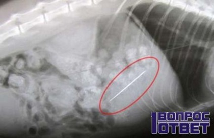 Mi lenyelve tű fotó és videó hatások nyelési tűk (következmények) Mi lenyelve tű fotó és videó hatások nyelési tűk