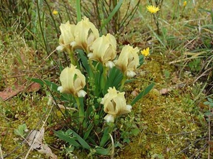 Mi íriszek az alpesi hegyen