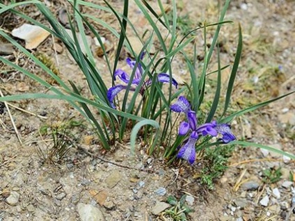 Mi íriszek az alpesi hegyen