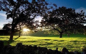 Mi UMF méz a méz gyűjtésre (teafa Manuka) Mi UMF méz a méz gyűjtésre