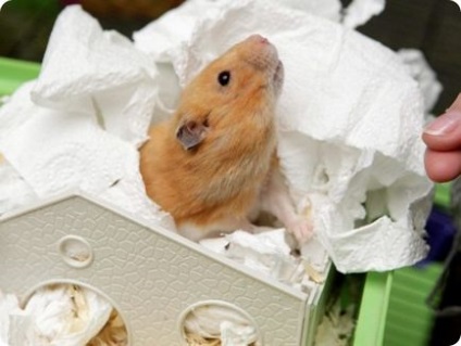 Minunata înviere a unui hamster!