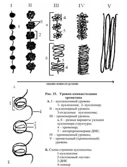 Cytogenetikai tenyésztés bázisok