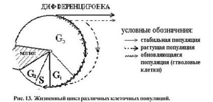 Цитогенетичні основи розмноження