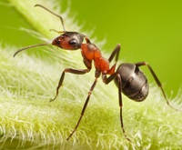 Civilizația furnicilor - site-ul oficial al ziarului 