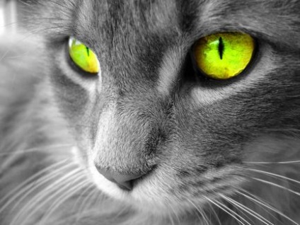 Culoarea ochilor la pisici