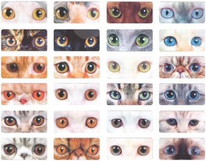 Колір очей у кішок