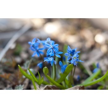 Florile copilariei noastre)