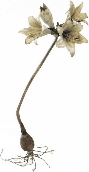 Квітка амариліс беладона догляд і вирощування - у відкритому грунті (в саду), полив і посадка будинку