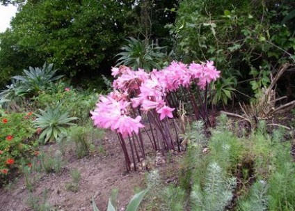 Amaryllis belladonna virág gondozása és termesztése - nyílt terepen (a kertben), öntözés és ültető otthon