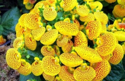 Flower Calceolaria oferă îngrijire la domiciliu