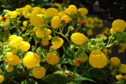 Flower Calceolaria oferă îngrijire la domiciliu