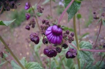 Flower Calceolaria oferă îngrijire la domiciliu