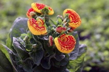 Flower Calceolaria oferă îngrijire la domiciliu