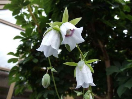 Codon de flori, casa, grădină, grădină