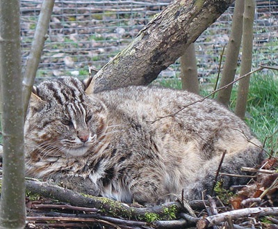 Pădurea din pădurile din Extremul Orient prionailurus bengalensis euptilurus