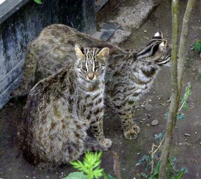 Pădurea din pădurile din Extremul Orient prionailurus bengalensis euptilurus