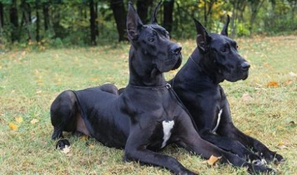 Dane elképesztő tényeket - dogcollar - lőszer és kiegészítők kutyáknak