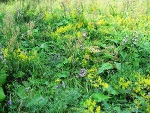 Робимо невеликий затишний куточок в стилі природної природи в саду заміського будинку