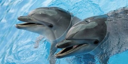 Дельфінарій московський дельфінарій