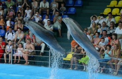Dolphinarium din Delphinarium din Moscova