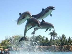 Delfine scurte informații