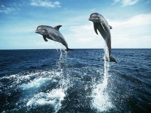 Дельфіни коротка інформація