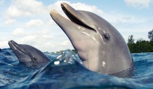 Delfine scurte informații