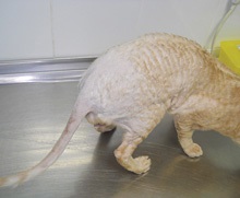 Demodex gatoi у кішок - зооінформ-сіті