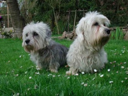 Dandy dinmont terrier descrierea rasei, fotografie