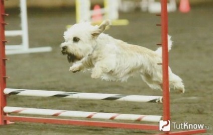 Dandie Dinmont terrier ár és árnyalatok szelídítés