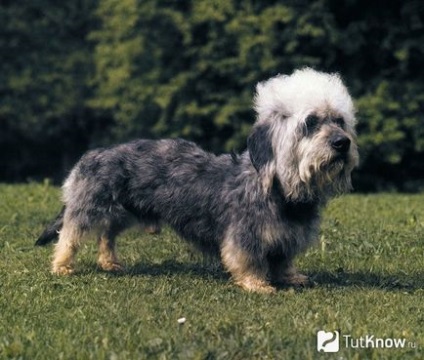 Dandie Dinmont terrier ár és árnyalatok szelídítés