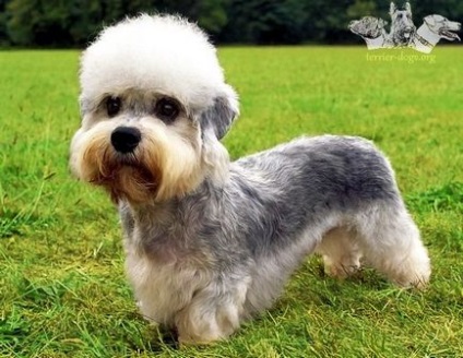 Dandy dinmont terrier, totul despre terieri, rasa de caini, standard si clasificare