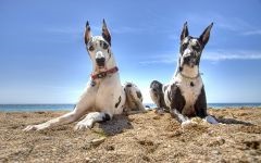 Great Dane, Great Dane Fotografia germană a tipului Great Dane din constituția Marelui Danez, creșterea indexului osos, caracteristici