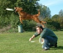 Dog Frisbee - sau câine care zboară