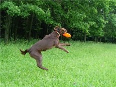 Kutya-frisbee - repülő, vagy egy kutya (kutya-frizbi) Kutya-Frisbee - vagy repülő kutya