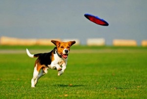 Dog Frisbee - sau câine care zboară