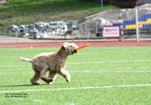 Kutya-Frisbee - vagy repülő kutya (Balta) Kutya-Frisbee - vagy repülő kutya