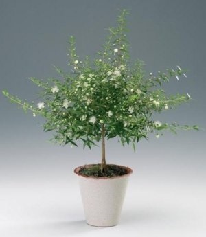 Домашнє рослина евкаліпт чи можна виростити гіганта в кімнатних умовах