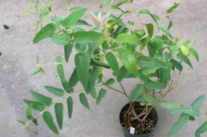 Домашнє рослина евкаліпт чи можна виростити гіганта в кімнатних умовах