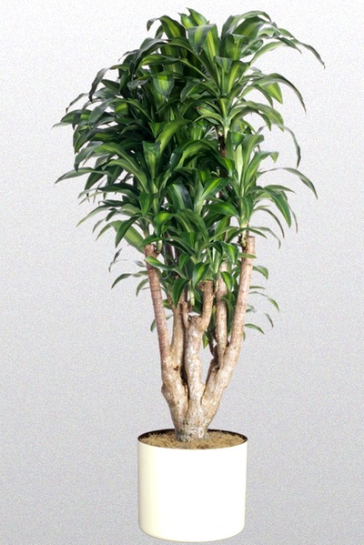 Dracaena - nume, tipuri de dracaena și soi