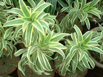 Dracaena - a nevét, típusát és fajták dracaena