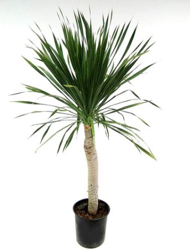 Dracaena - a nevét, típusát és fajták dracaena