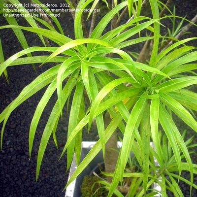 Dracaena - nume, tipuri de dracaena și soi