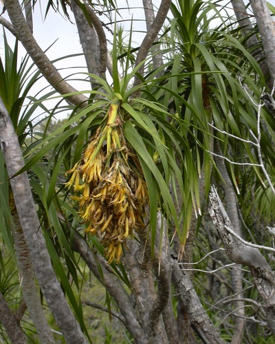 Dracaena - a nevét, típusát és fajták dracaena