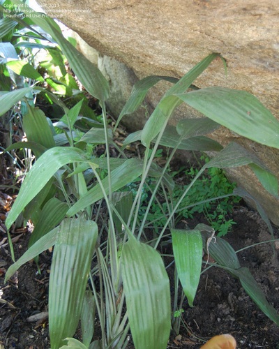 Dracaena - a nevét, típusát és fajták dracaena