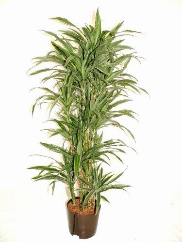 Dracaena - a nevét, típusát és fajták dracaena