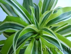 Specii Dracaena, descriere și fotografie - flori de plante de interior