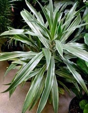 Specii Dracaena, descriere și fotografie - flori de plante de interior