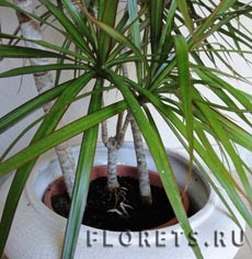 Specii Dracaena, descriere și fotografie - flori de plante de interior