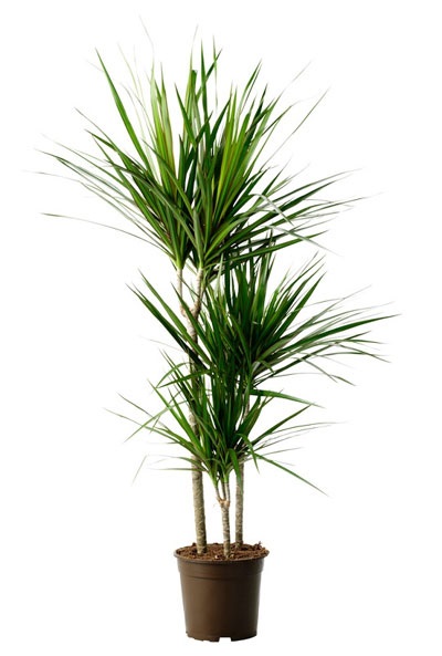 Speciile Dracaena, îngrijirea la domiciliu, boli și alte plante de interior